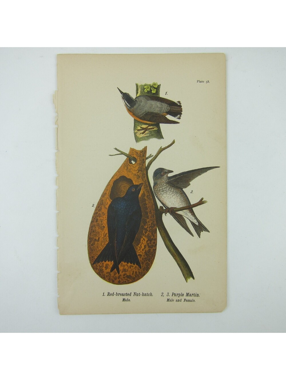Bird Litho Print Red-breasted Nut-hatch Purple Martin John James Audubon Antique